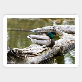 Mallard duck sleeping Sticker